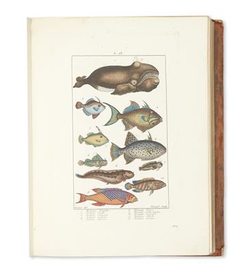(NATURAL HISTORY.) Atlas des Figures Coloriees du Nouveau Dictionnaire dHistoire Naturelle.